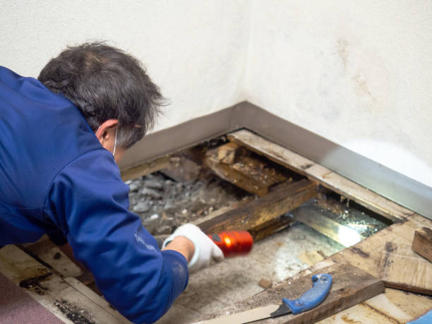 Best Attic Mold Removal  in Conroe, TX