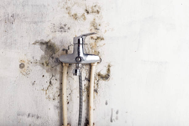 Best Mold Removal Near Me  in Conroe, TX