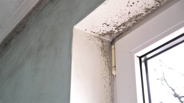 Best Toxic Mold Removal  in Conroe, TX