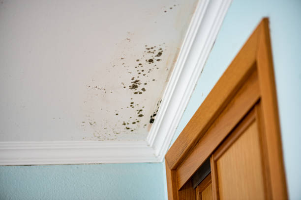 Best Home Mold Removal  in Conroe, TX