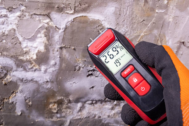 Best Local Mold Removal Service  in Conroe, TX