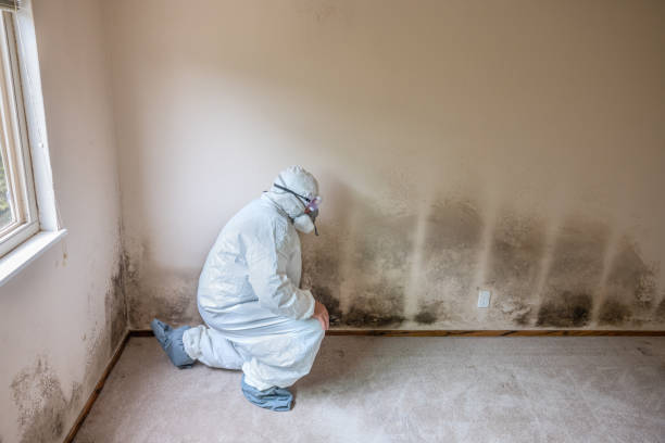 Conroe, TX Mold Removal Company