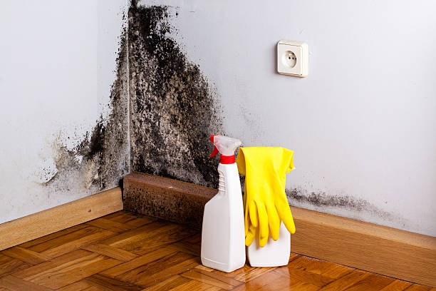 Best Mold Remediation Experts  in Conroe, TX