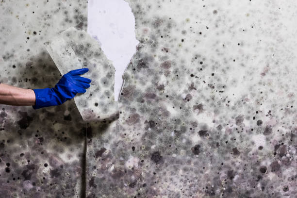 Mold Removal and Inspection in Conroe, TX
