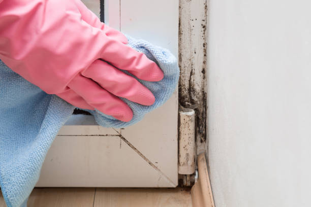 Best Affordable Mold Removal  in Conroe, TX