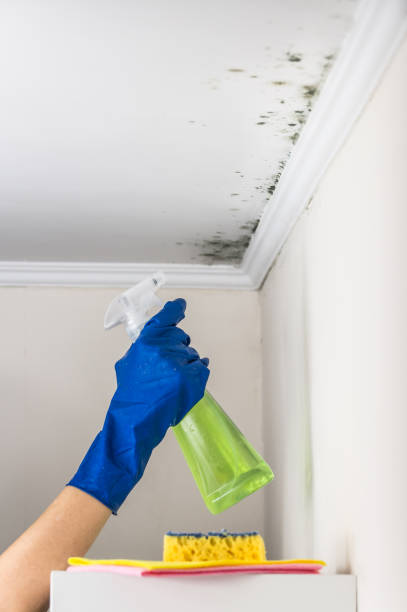 Best Fast Mold Removal  in Conroe, TX
