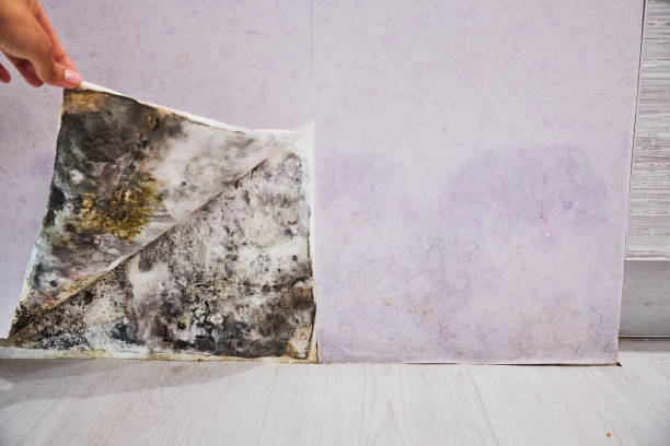 Best Certified Mold Removal  in Conroe, TX
